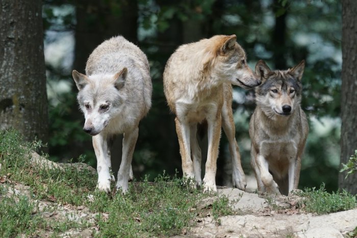 Timber Wolves Wolves Family Pack